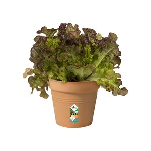 Elho green basics kweekpot 15cm mild terra - afbeelding 2
