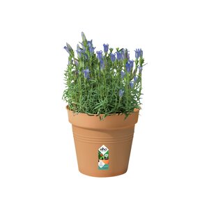 Elho green basics kweekpot 17cm mild terra - afbeelding 2