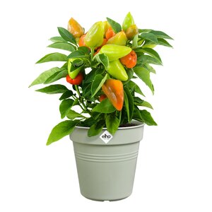 Elho green basics kweekpot 17cm steengroen - afbeelding 2