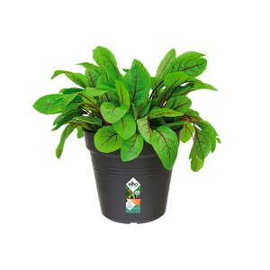Elho green basics kweekpot 19cm living black - afbeelding 2