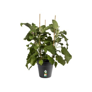 Elho green basics kweekpot 21cm living black - afbeelding 2