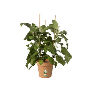 Elho green basics kweekpot 21cm mild terra - afbeelding 2