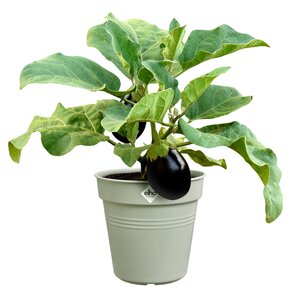 Elho green basics kweekpot 27cm steengroen - afbeelding 2