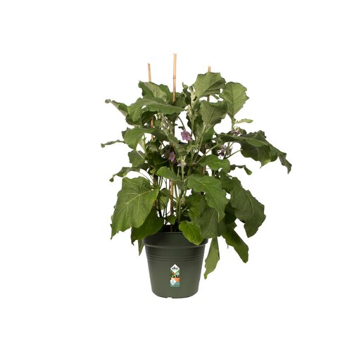 Elho green basics kweekpot 30cm blad groen - afbeelding 2