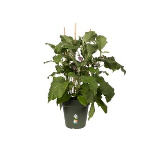 Elho green basics kweekpot 40cm blad groen - afbeelding 2