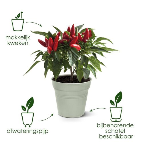 Elho green basics kweekpot 40cm blad groen - afbeelding 3