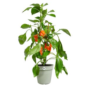 Elho green basics kweekpot 40cm steengroen - afbeelding 2