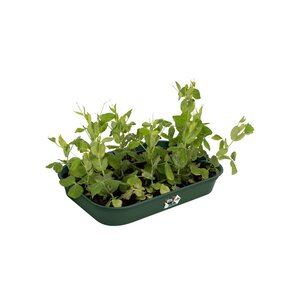 Elho green basics kweektray m blad groen - afbeelding 2