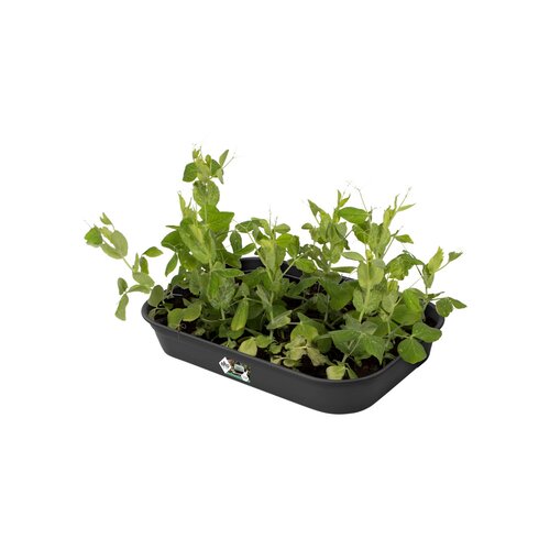 Elho green basics kweektray m living black - afbeelding 2