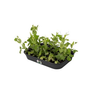 Elho green basics kweektray m living black - afbeelding 2
