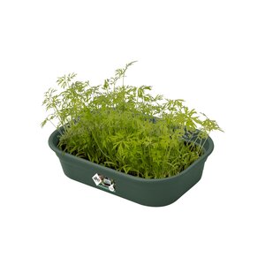 Elho green basics kweektray s blad groen - afbeelding 2