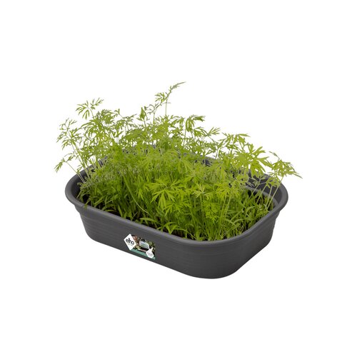 Elho green basics kweektray s living black - afbeelding 2