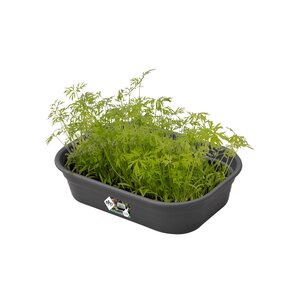 Elho green basics kweektray s living black - afbeelding 2