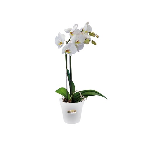 Elho green basics orchidee 13cm - afbeelding 2