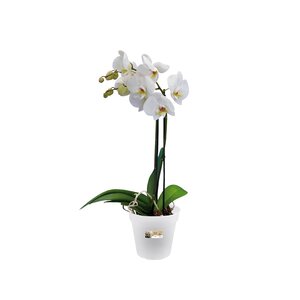 Elho green basics orchidee 15cm - afbeelding 2