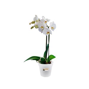 Elho green basics orchidee 15cm transparant - afbeelding 2