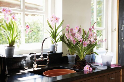 Elho green basics orchidee 15cm transparant - afbeelding 4