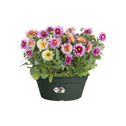 Elho green basics schaal 27cm - afbeelding 2