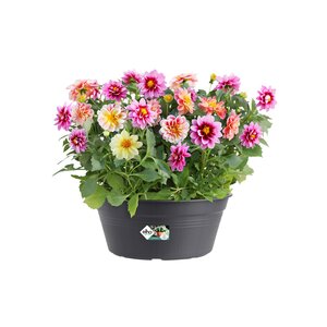 Elho green basics schaal 27cm living black - afbeelding 2