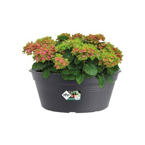 Elho green basics schaal 33cm living black - afbeelding 2