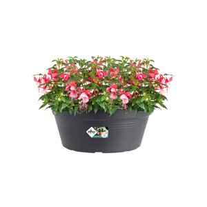 Elho green basics schaal 38cm living black - afbeelding 2
