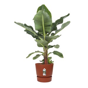 Elho greenville rond 47cm - afbeelding 3