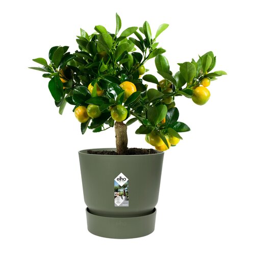 Elho greenville round 30cm blad groen - afbeelding 2