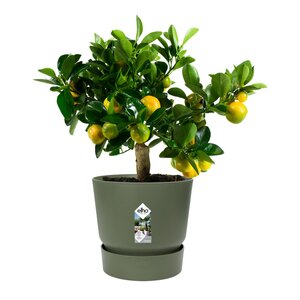 Elho greenville round 30cm blad groen - afbeelding 2