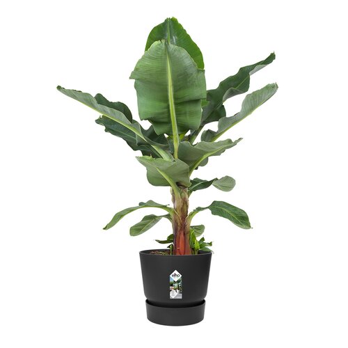 Elho greenville round 30cm living black - afbeelding 2