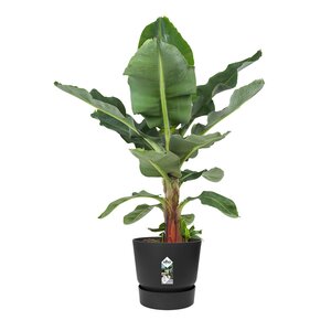 Elho greenville round 30cm living black - afbeelding 2