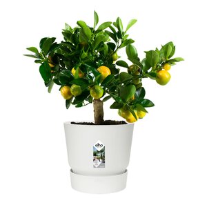 Elho greenville round 30cm wit - afbeelding 2