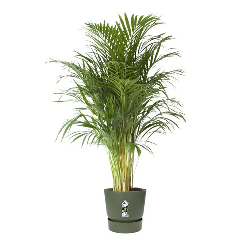 Elho greenville round 40cm blad groen - afbeelding 2