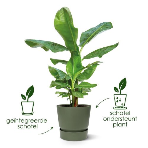 Elho greenville round 40cm blad groen - afbeelding 3