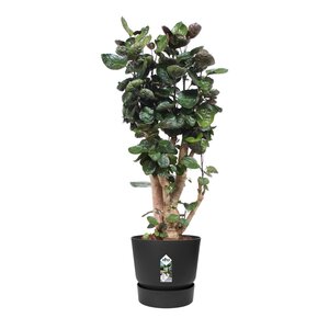 Elho greenville round 47cm living black - afbeelding 2