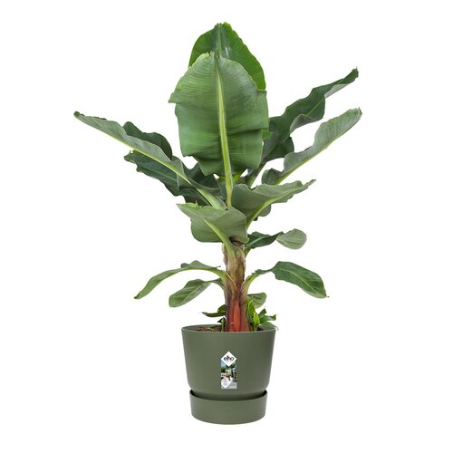 Elho greenville round 55cm blad groen - afbeelding 2
