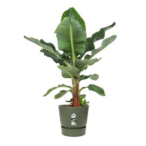 Elho greenville round 55cm blad groen - afbeelding 2