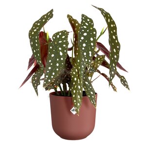 Elho jazz rond 16cm toscaans rood - afbeelding 2