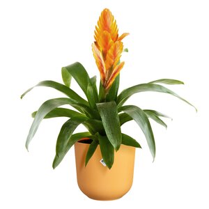 Elho jazz rond 19cm amber geel - afbeelding 2