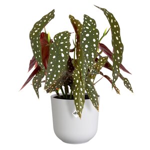Elho jazz rond 19cm zijdewit - afbeelding 2