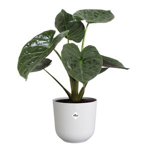 Elho jazz rond 23cm zijdewit - afbeelding 2