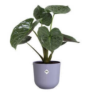 Elho jazz rond 26cm lavendel lila - afbeelding 2