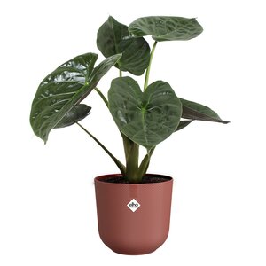 Elho jazz rond 26cm toscaans rood - afbeelding 2