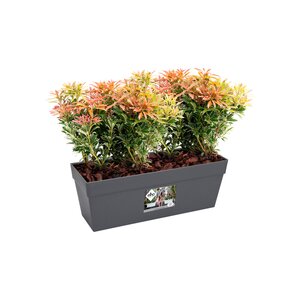 Elho loft urban balkonbak 50cm antraciet - afbeelding 2