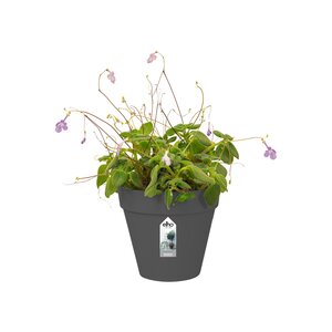 Elho loft urban green wall single 15cm antraciet - afbeelding 2