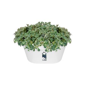 Elho loft urban wandbak 40cm wit - afbeelding 2