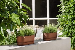 Elho Plantenbak Greenville Trough Long 50cm bruin - afbeelding 5