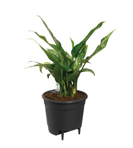 Elho self-watering insert 24cm living black - afbeelding 2