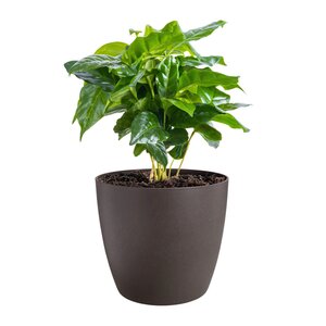 Elho the coffee collection rond 16cm espresso bruin - afbeelding 2