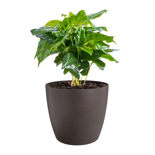 Elho the coffee collection rond 22cm espresso bruin - afbeelding 2