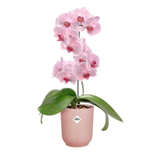 Elho vibes fold orchidee hoog 12,5cm frosted pink - afbeelding 2